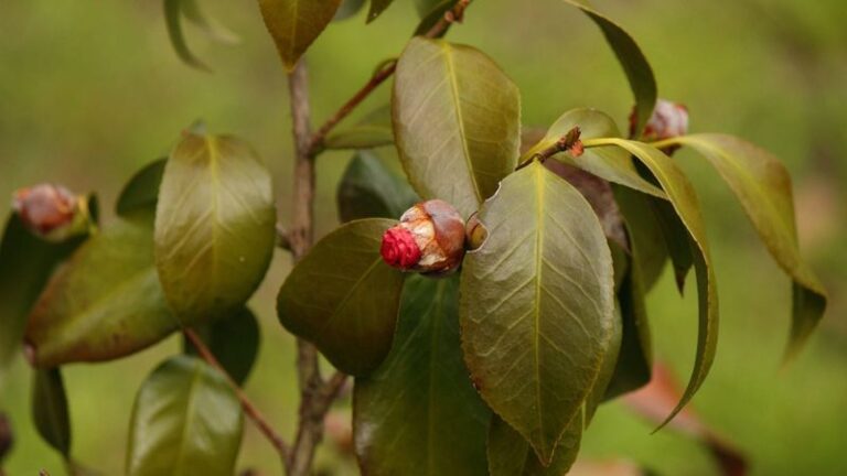 Your Central Texas Camellia Buds Are Dropping Off Before They Open Because of This Fall Watering Swing