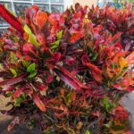 These 8 Houseplants Quietly Cause Problems Indoors – Here’s Why to Keep Them Outside