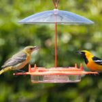California Hooded Orioles Forage for Insects in Your Fruit Trees, but One Feeder Habit Can Make the Station Unsuitable