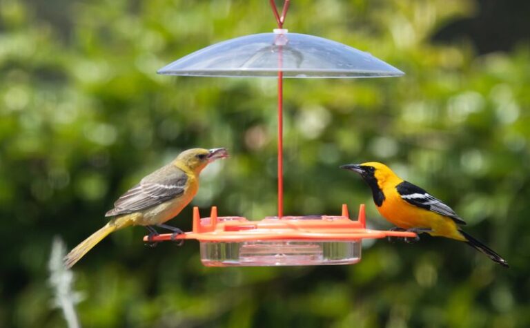 California Hooded Orioles Forage for Insects in Your Fruit Trees, but One Feeder Habit Can Make the Station Unsuitable