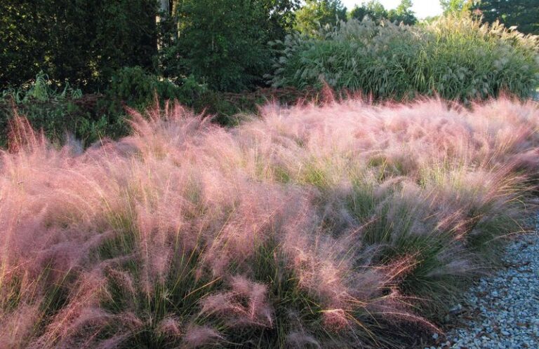 The Most Overlooked North Carolina Native Grass That Softens Harsh Patio Edges with Little Routine Irrigation Once Established