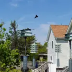 Prepare Purple Martin Housing This Fall for a Better Shot at Spring Visitors