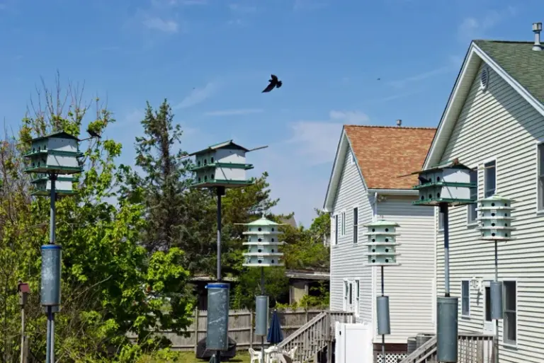 Prepare Purple Martin Housing This Fall for a Better Shot at Spring Visitors