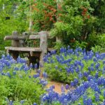 The Texas wildflower quietly returning to roadsides is finally earning a place in home gardens
