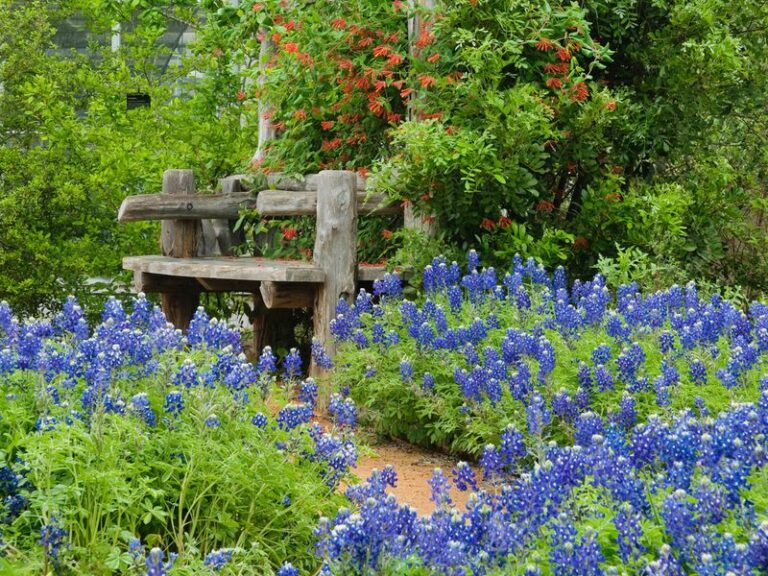 The Texas wildflower quietly returning to roadsides is finally earning a place in home gardens