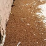 This invasive ant is taking over Texas yards faster than fire ants for a reason