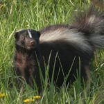 California skunks may hunt lawn grubs, but motion lights offer only limited, temporary help