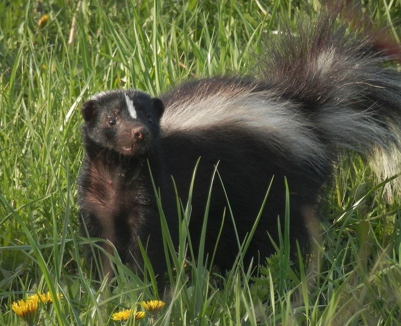 California skunks may hunt lawn grubs, but motion lights offer only limited, temporary help