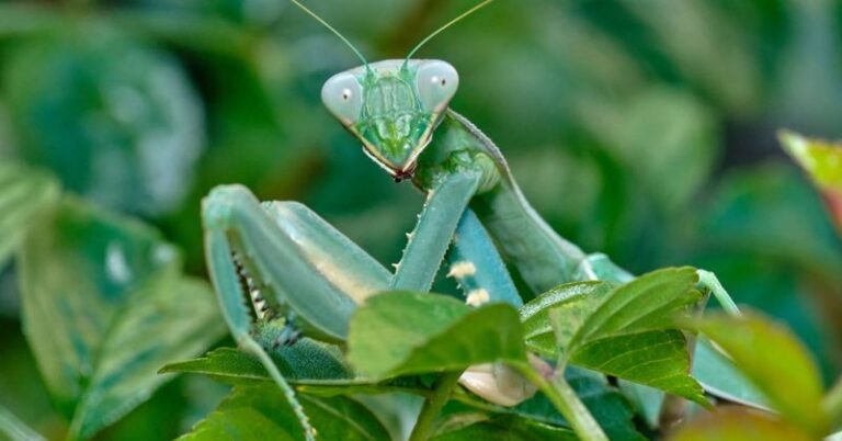 California Praying Mantises Are Generalist Predators, and Pruning or Scraping Ootheca-Bearing Stems This Fall Can Wipe Out a Potential Spring Hatch