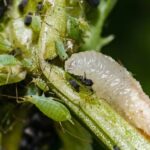 California Hover Flies Can Help Suppress Aphids on Roses and Vegetables, but Many Yards May Offer Too Little to Keep Them Working