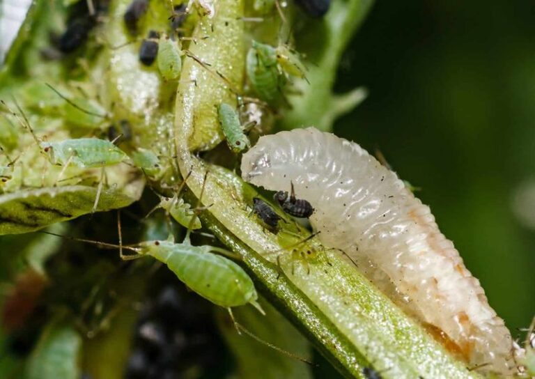 California Hover Flies Can Help Suppress Aphids on Roses and Vegetables, but Many Yards May Offer Too Little to Keep Them Working