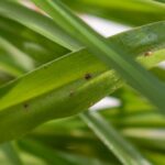 Bringing Houseplants Inside for Fall? These Common Ones Sneak Pests and Trouble Indoors With Them