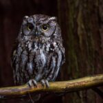 What a Western Screech-Owl Calling Near Your California Yard at Night May Mean for Your Rats