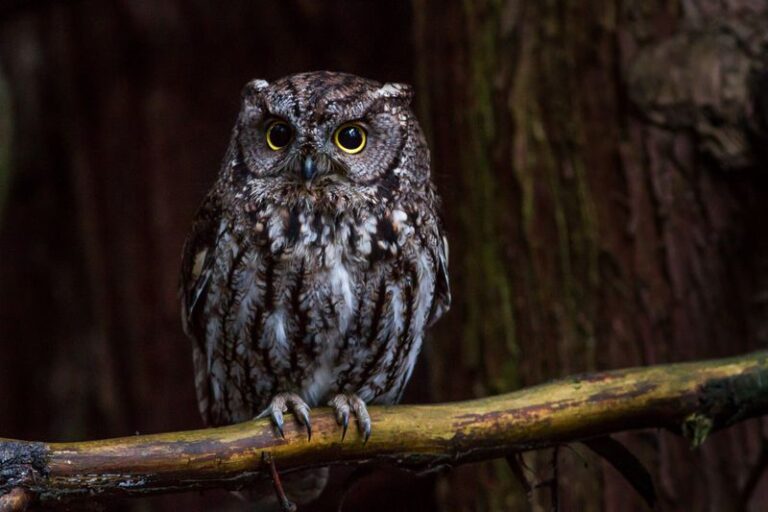 What a Western Screech-Owl Calling Near Your California Yard at Night May Mean for Your Rats