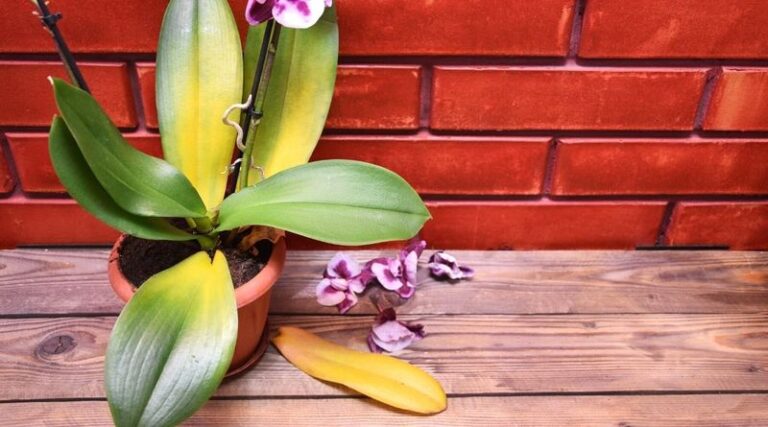 Your Florida Orchids Look Worn Out After Summer: A Fall Checkup Guide