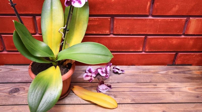 Your Florida Orchids Look Worn Out After Summer: A Fall Checkup Guide