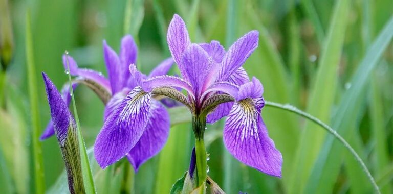 7 Florida Native Plants That Bring Great Egrets and Wading Birds Right Up to Your Yard