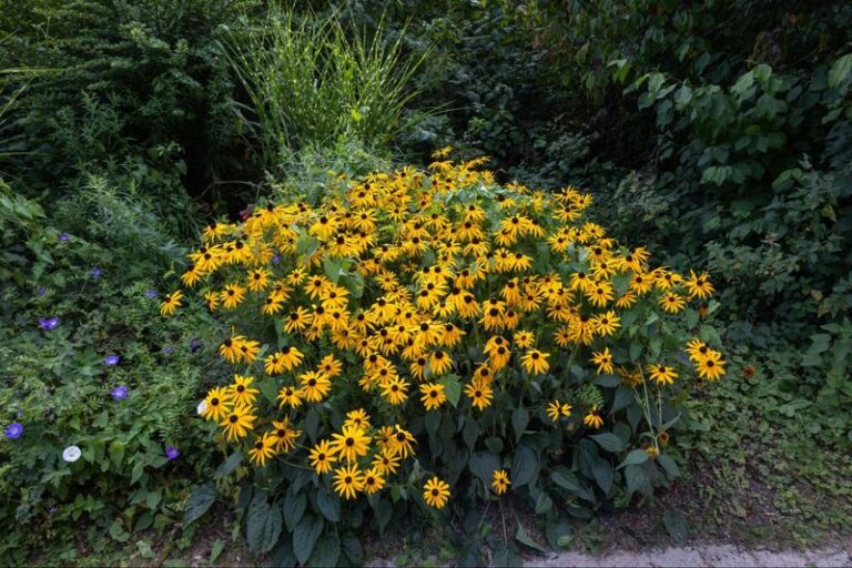 Your Black-Eyed Susans Come Back Thinner Every Year — Here’s the One Fall Task That Rebuilds a Fuller Clump