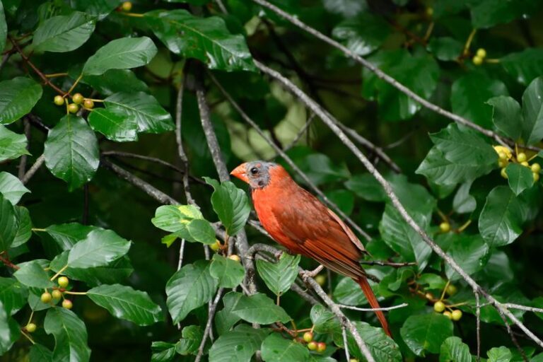 What It Really Means When Your Central Texas Cardinals Turn Patchy and Bald-Headed This Fall