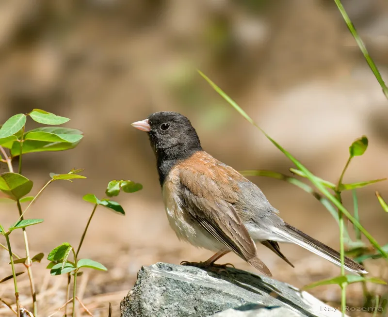 California Dark-Eyed Juncos Comb Your Beds for the Weed Seeds and Aphids That Take Over in Winter