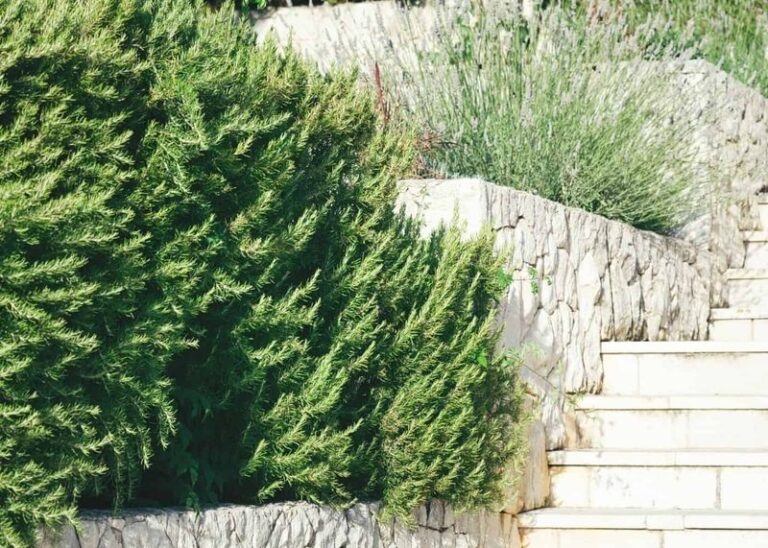 That Woody, Sprawling Rosemary Bush Still Bounces Back if You Cut It This One Way