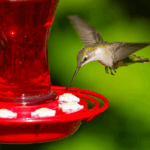 Your Hummingbirds Stop Visiting as September Flowers Fade — Here’s the Feeder Food That Keeps Them Coming