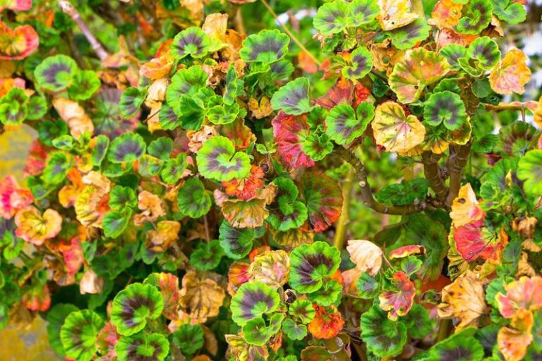 Your Geranium Leaves Turn Yellow One by One — Here’s Exactly What the Plant Is Telling You