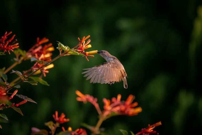 Something Keeps Draining Your Hummingbird Feeder but the Nectar Isn’t Bringing Them In – Here’s the Sweet Flower That May Help
