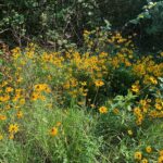 Black-Eyed Susan and the 17-Bee Number: What Texas Gardeners Should Actually Expect