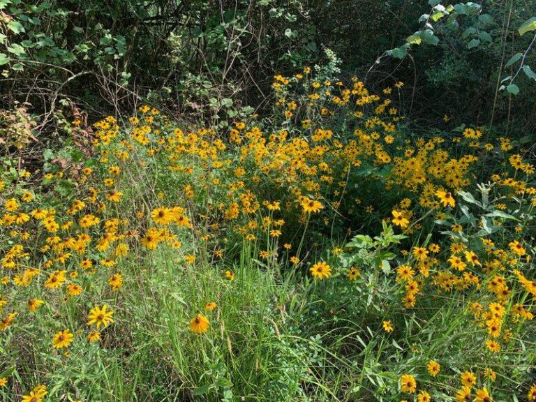 Black-Eyed Susan and the 17-Bee Number: What Texas Gardeners Should Actually Expect