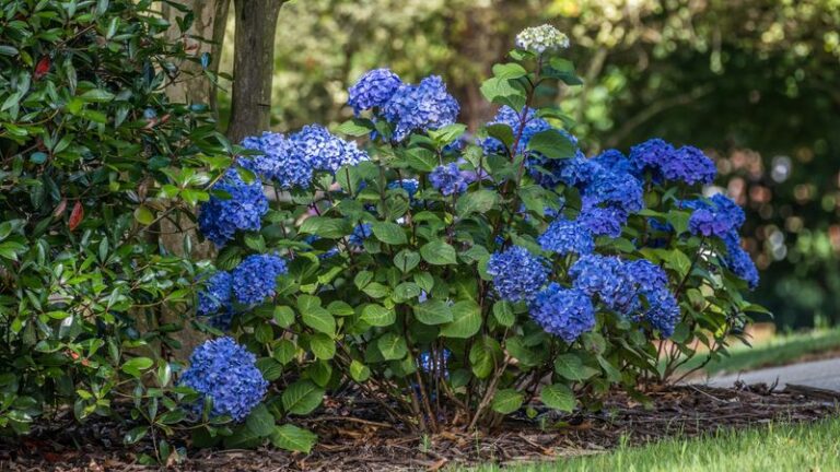 7 Florida Flowering Shrubs That Brighten the Shady Corners Where You Gave Up on Color