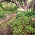The Texas Native Groundcover Homeowners Are Slipping Under Live Oaks Where Grass Gives Up