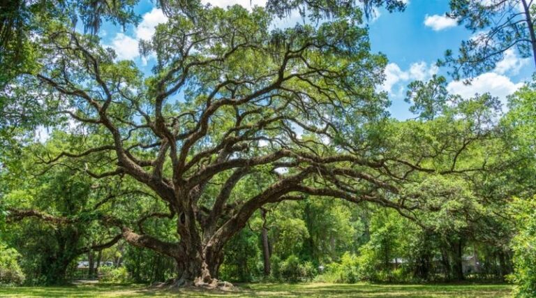 7 Florida Native Trees That Replace Ligustrum Along Property Lines and Never Need Constant Shearing