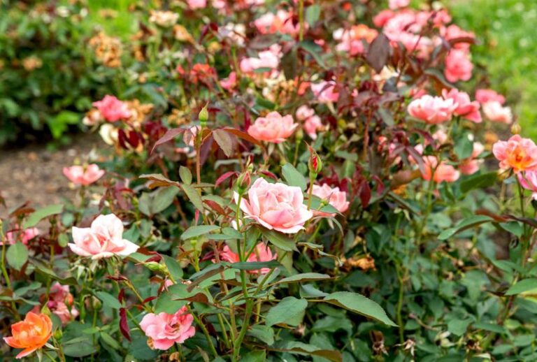 What North Carolina Knockout Roses Actually Need When Adult Japanese Beetles First Appear