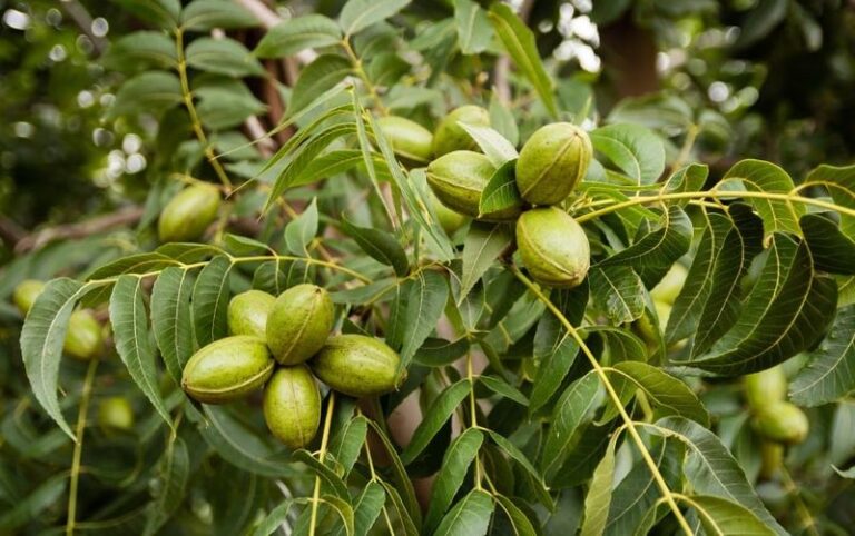 Your Central Texas Pecan Tree Is Dropping Half-Formed Nuts Because of This Fall Stress