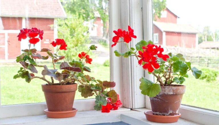 Your Potted Geraniums Stay Leggy and Sparse in a Small Space – Here’s the One Move That Fills the Pot With Blooms