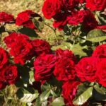 7 Roses That Keep Blooming Through Florida Heat Instead of Melting by August