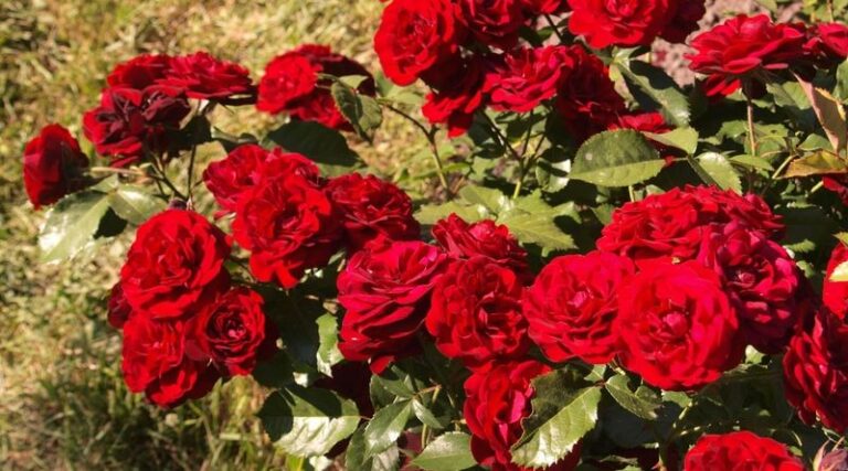 7 Roses That Keep Blooming Through Florida Heat Instead of Melting by August