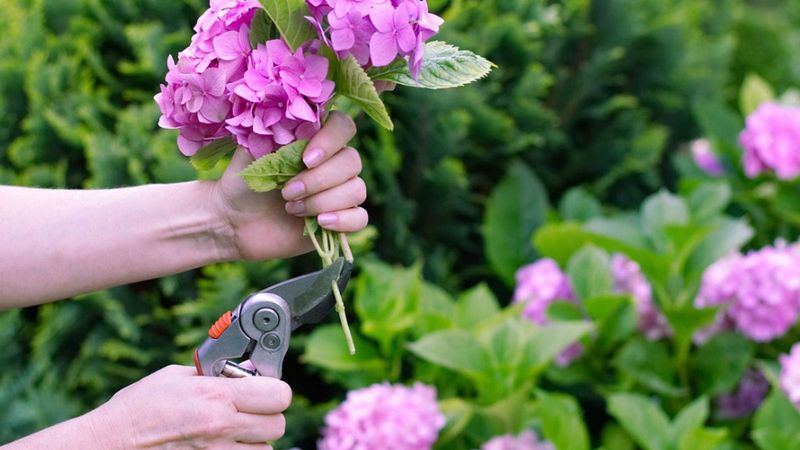 The One Thing California Gardeners Do to Their Hydrangeas in Early Fall That Quietly Wrecks Next Year’s Blooms