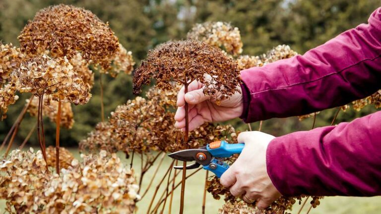 Your Hydrangea Blooms Turn Brown While the Leaves Stay Green – Here’s the Real Cause and How to Stop It