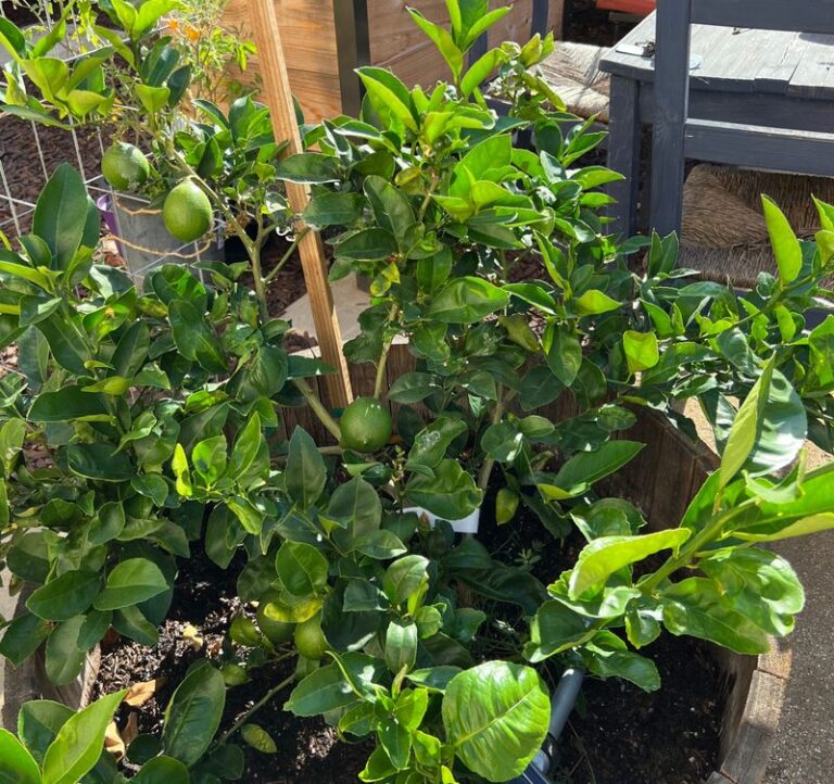 The California Fruit Trees That Actually Produce Big Harvests in Pots, Even on a Small Patio