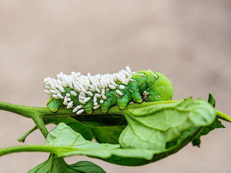 Why California paper wasps are the tomato hornworm hunters most gardeners chase away by mistake