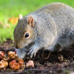 Something Keeps Digging Up Your Beds and Nibbling Bulbs – Here’s the Scent Strategy That May Reduce Squirrel and Chipmunk Visits