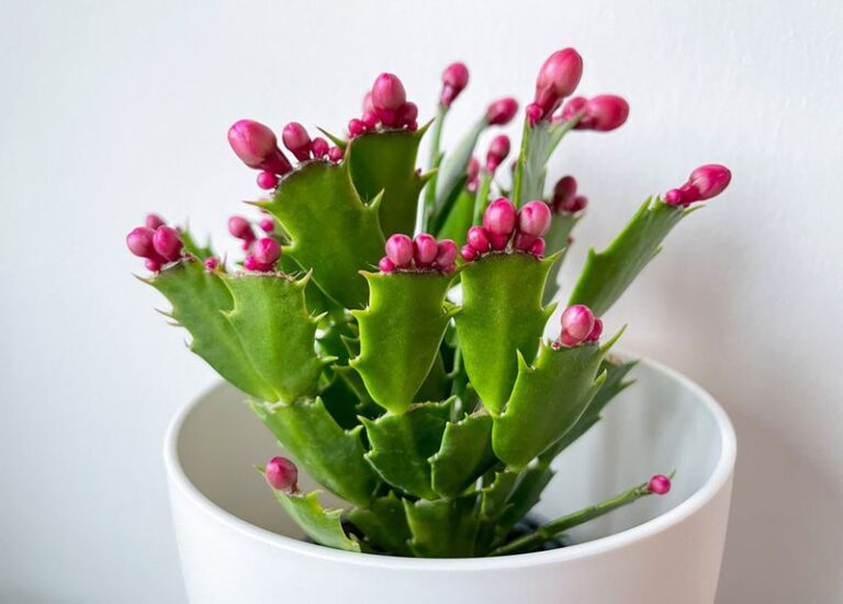 Long Nights May Encourage Your Holiday Cactus to Set Buds This Fall