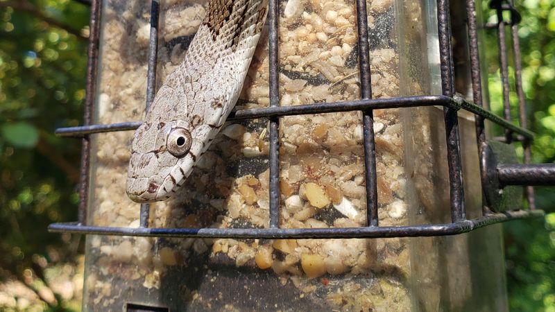 Your Yard Keeps Drawing Snakes In Because These 9 Common Features Make It Easy