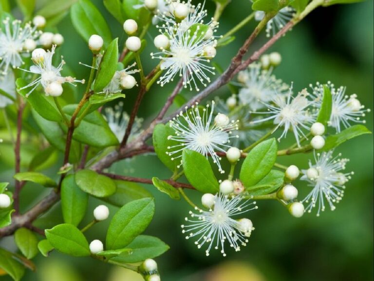 7 Florida Native Shrubs That Bloom Bright When Gardenias Sulk After a Brutal Summer
