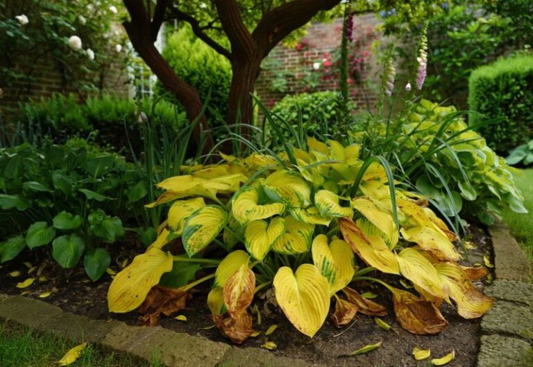 Your Hostas Come Back Thin and Pale Every Year — Here Are the Care Slips Quietly Behind It