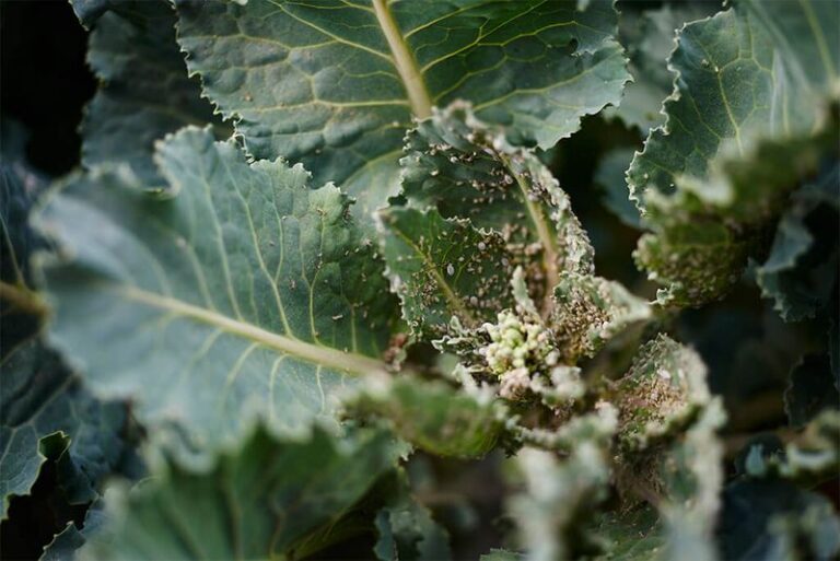 Your Kale Leaves Are Curling Under and Getting Sticky as Aphids Pile Up on the Undersides This Fall
