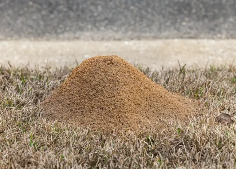 Where You Are Most Likely to Find Large Fire-Ant Mounds in North Carolina Yards and How to Spot Them Before You Step In
