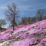 The Most Underrated North Carolina Native That Blankets a Dry Slope Where Store-Bought Plants Just Fry and Die